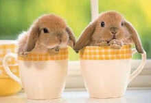 baby_bunnies.jpg